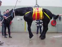 Paardenbroek